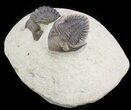 Metacanthina (Asteropyge) Trilobite #46727-1